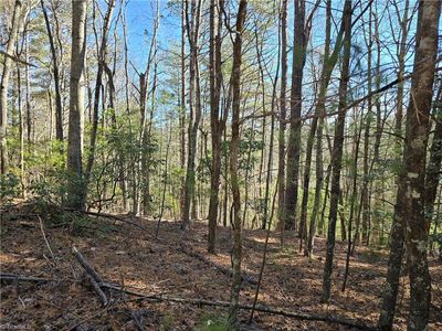 Tbd Timber Ridge Rd, Millers Creek, NC, 28651