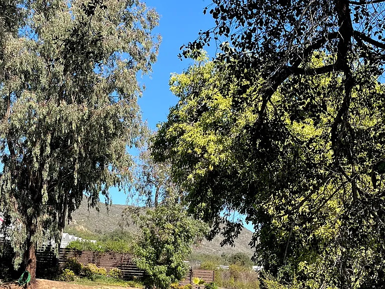 Serene view out driveway.