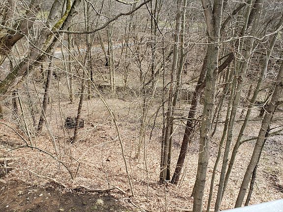 Wooded area to the stream