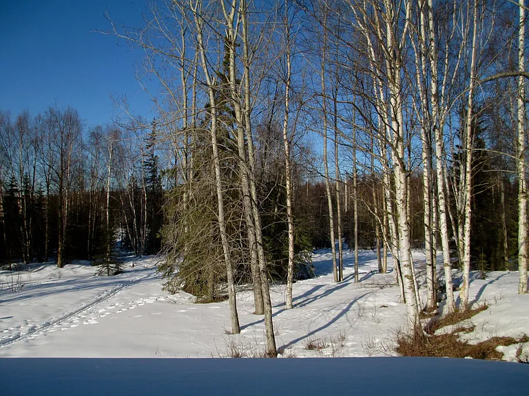 Back yard with bike/ski trail to Russian Jack Park trails