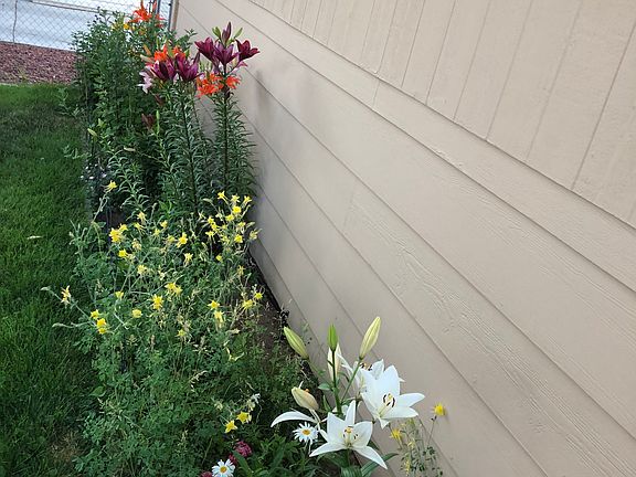 Flowers in back yard