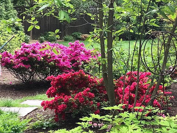 flower bed