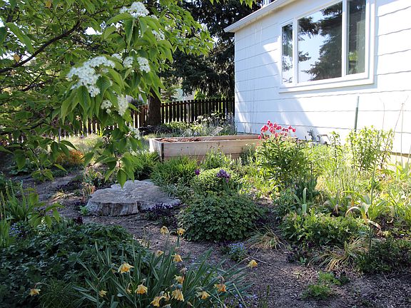 Back yard and raised bed