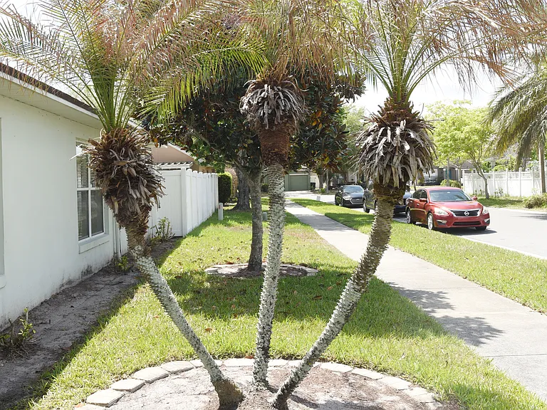 Front Yard V2
