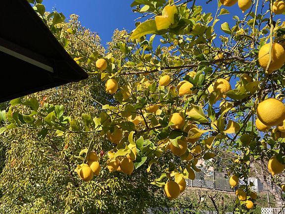 Fresh lemons every day