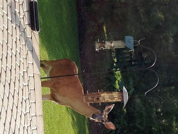 Even the Deer like it!