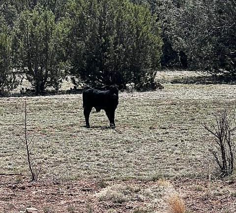 3rd image of LOT 15 Juniper Mountain Ranches Unit 1