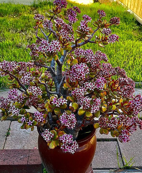2nd image of 35 Lemon Blossom Ct
