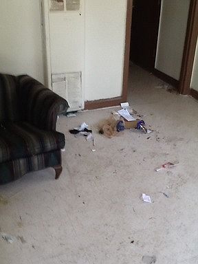 2nd image of 2316 Chelsea Ave