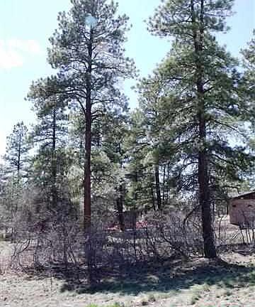 2nd image of 163 Needle Creek Trl