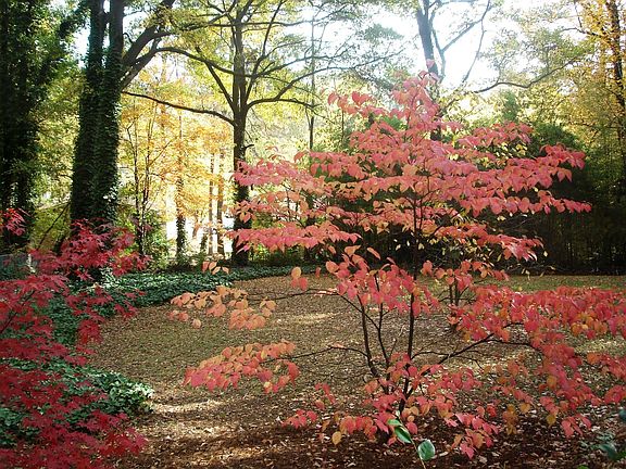 Large, fenced-in Backyard.