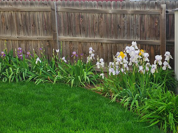 back yard tulips in early summer