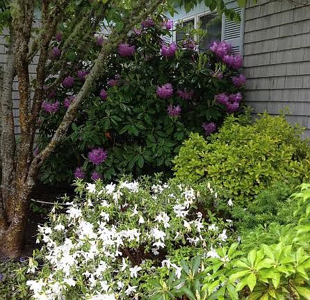 Mature plantings