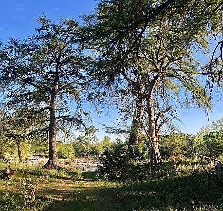 Cypress Canopy Riverfront