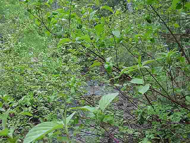 2nd image of 1948 Aladdin Rd