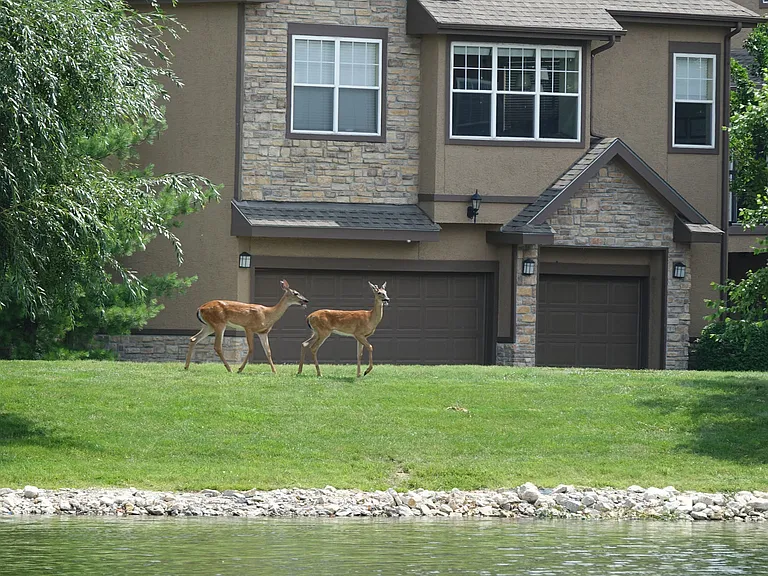 Village at Lionsgate — Photo 25