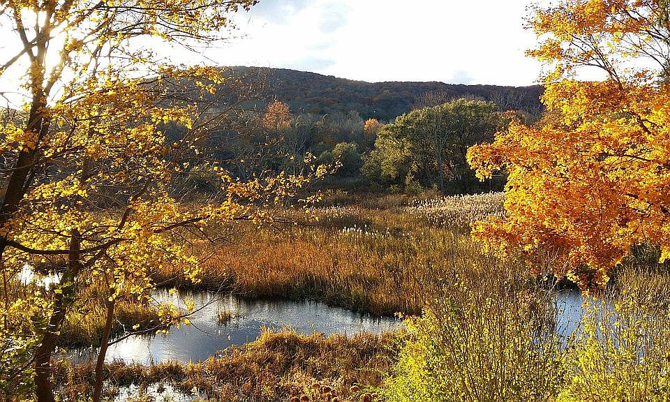 Preserved Wetlands Fall