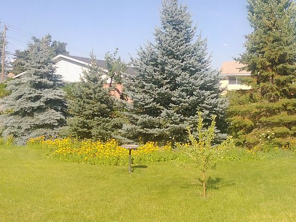 panoramo of backyard