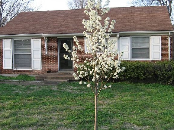 Cleveland Pear, planted 2008