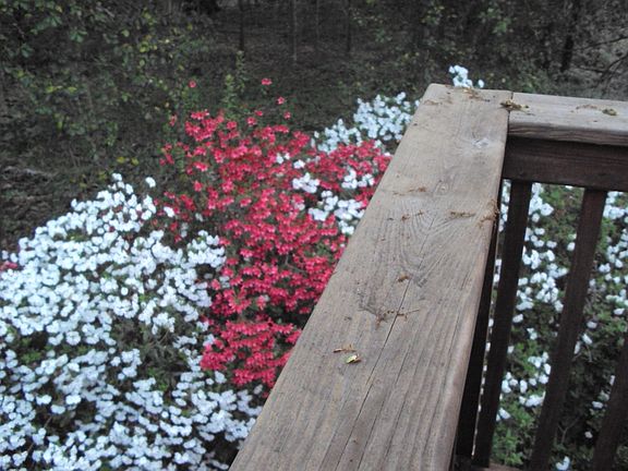 azaleas near deck
