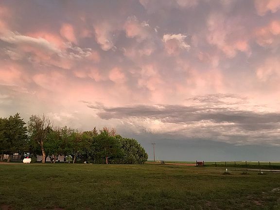 View of trees around house