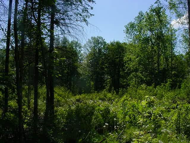 2nd image of ON SWAMP LAKE RD