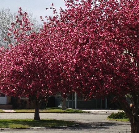 Spring trees in front