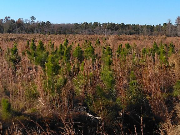 2 Year old Planted Slash Pines