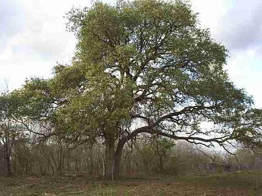 3rd image of 55 ACRES CR 352