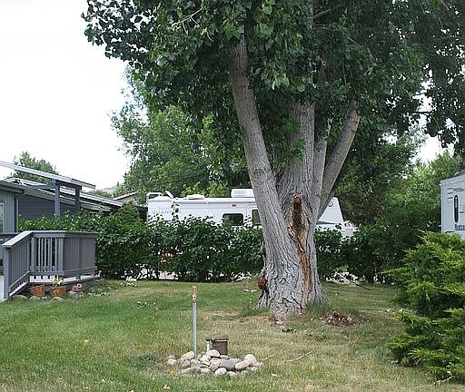 Mature Trees