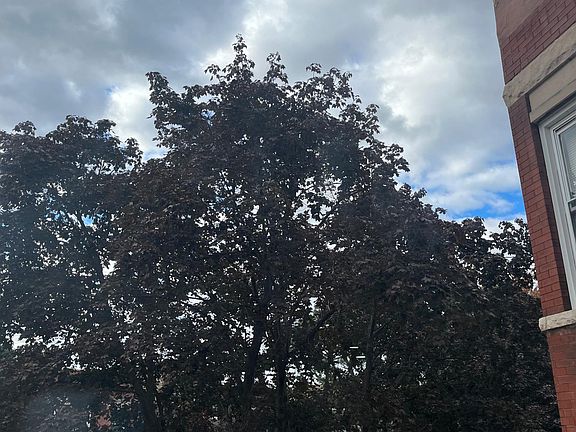 5th image of 3647 S Hamilton Ave #2