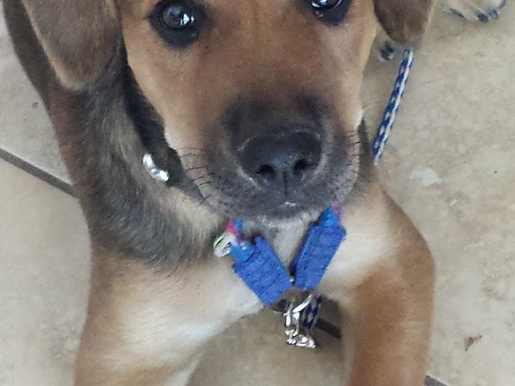 I didn't chew that pillow !!