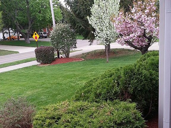 Flowering trees