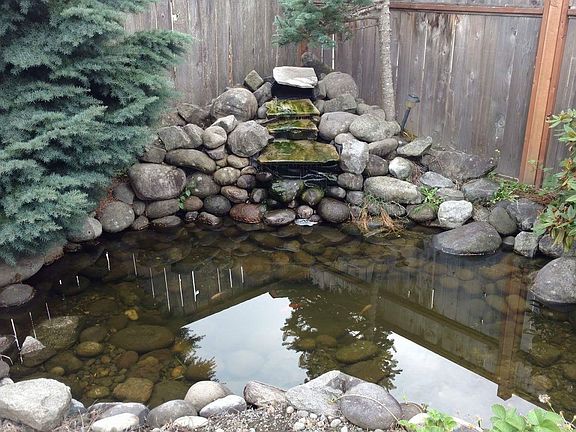 Backyard pond