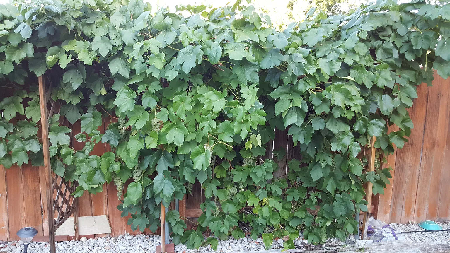 1168 O'Callaghan Ct photo 1