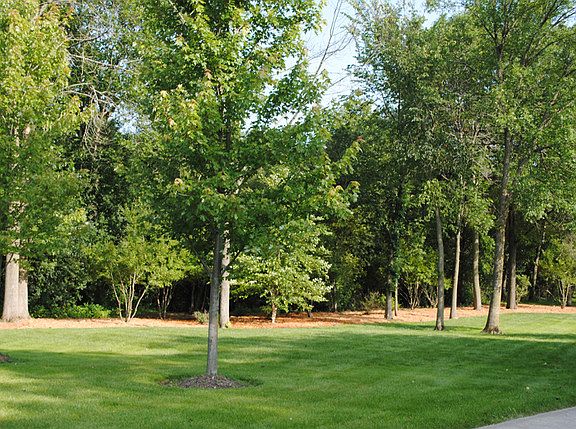 3rd image of 1245 Oak Trail Dr