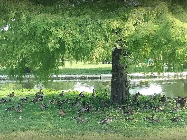 Neighborhood Lake