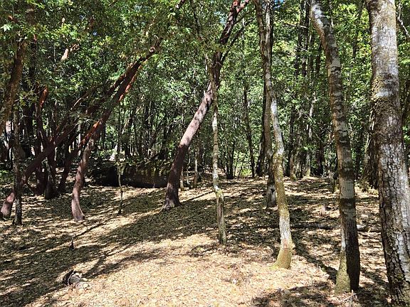 3rd image of 1686 Ponderosa Road