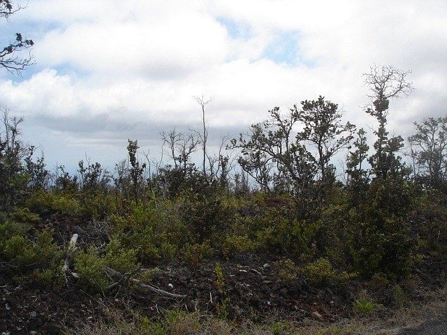 2nd image of Mahimahi Dr Lot 6