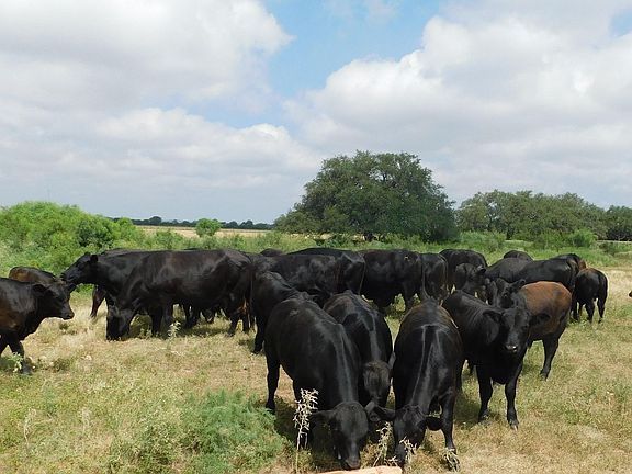 2nd image of 10566 Texas 127 LOT A0109