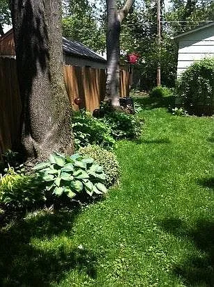 mature plants and trees