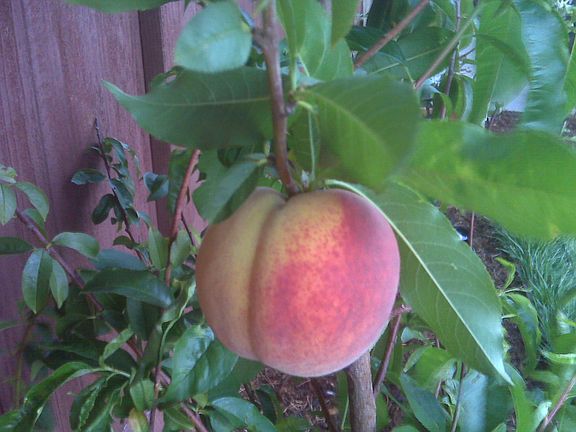 1 of 5 fruit trees