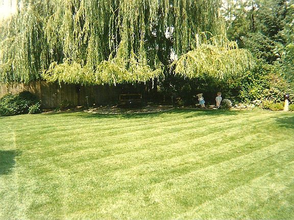 backyard summer
