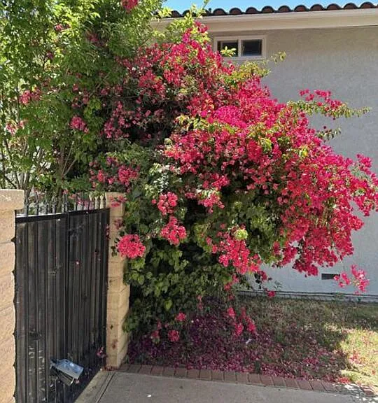 1024 Laguna Ter — Photo 3