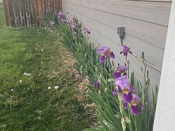 Irises bloom along the west side!