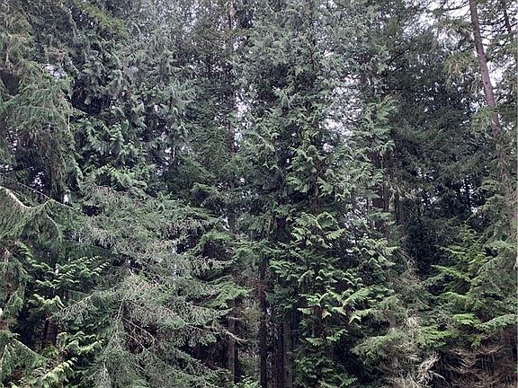 4th image of 9422 124th Ave