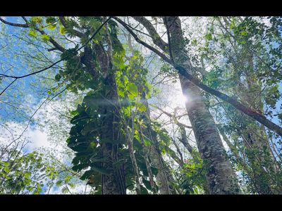Plumeria Rd Lot 142, Pahoa, HI, 96778