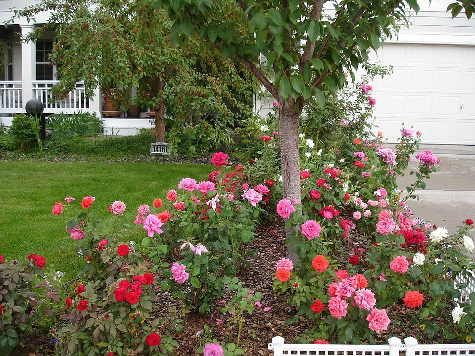front with roses