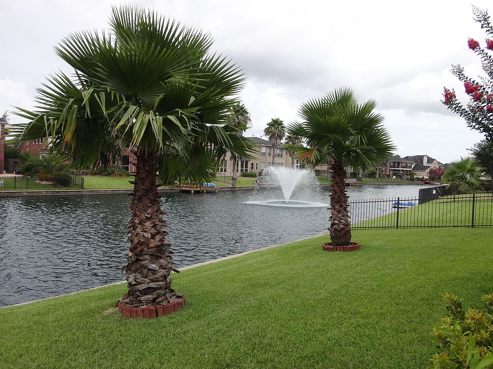Back Yard II