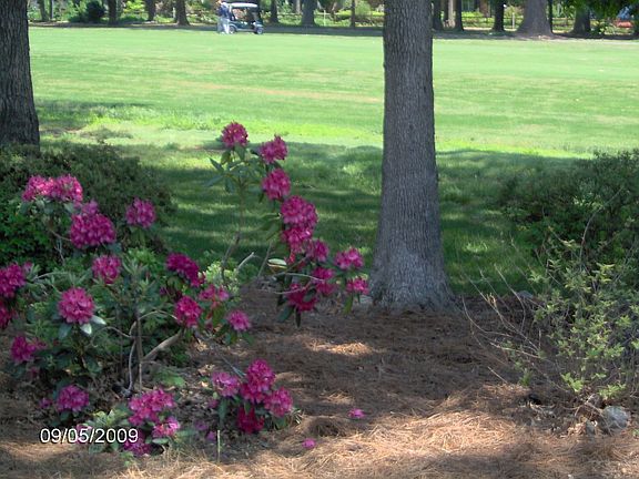 Golf course in rear